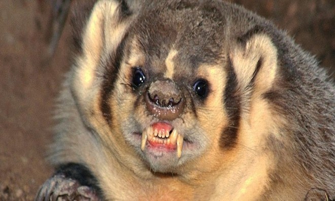 Picture 10 of Unique unique characteristics of animals