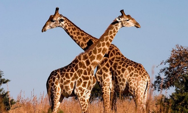 Picture 11 of Unique unique characteristics of animals