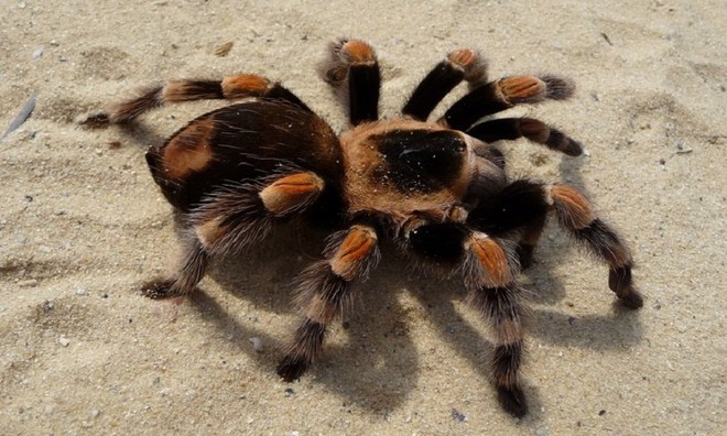 Picture 12 of Unique unique characteristics of animals