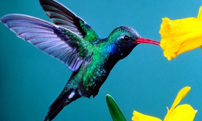 Picture 13 of Unique unique characteristics of animals