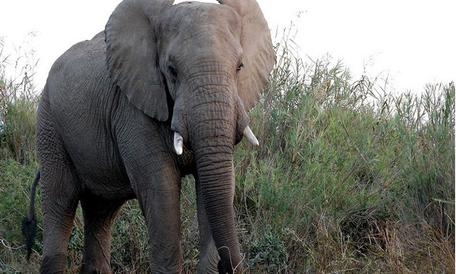 Picture 2 of Unique unique characteristics of animals