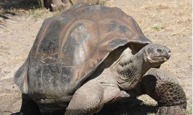 Picture 4 of Unique unique characteristics of animals
