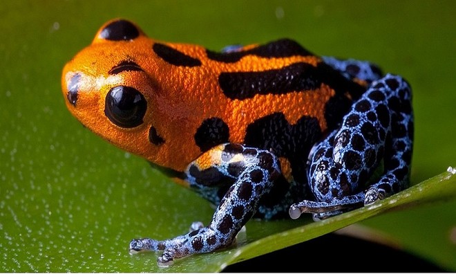 Picture 5 of Unique unique characteristics of animals