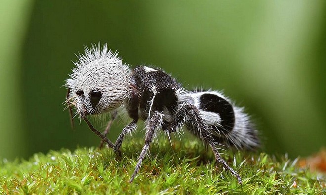 Picture 6 of Unique unique characteristics of animals