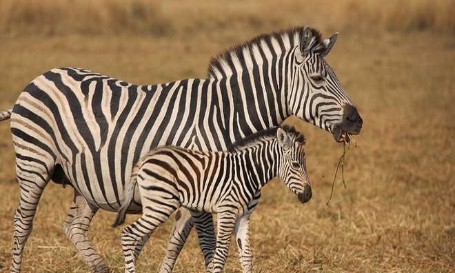 Picture 8 of Unique unique characteristics of animals