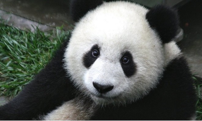 Picture 9 of Unique unique characteristics of animals