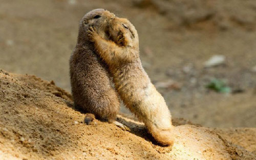 Picture 2 of Unknown things about animal language
