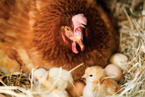 Picture 3 of Unknown things about animal language