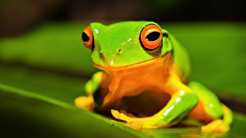 Picture 4 of Unknown things about animal language