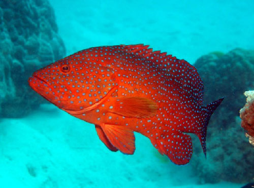 Picture 5 of Unknown things about animal language