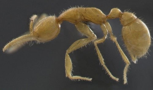 Picture 1 of Unknown things about ants