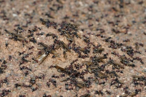 Picture 2 of Unknown things about ants