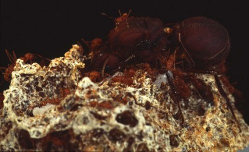 Picture 3 of Unknown things about ants
