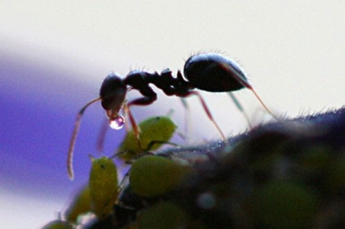 Picture 4 of Unknown things about ants
