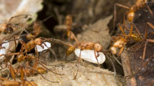 Picture 5 of Unknown things about ants