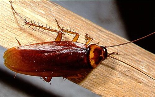 Picture 1 of Unknown things about cockroaches