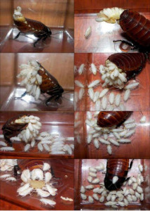 Picture 2 of Unknown things about cockroaches