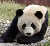 Picture 1 of Unknown things about giant pandas
