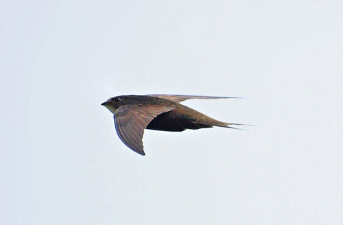 Picture 1 of Unknown things about hummingbirds