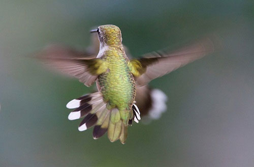 Picture 2 of Unknown things about hummingbirds