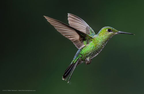 Picture 3 of Unknown things about hummingbirds