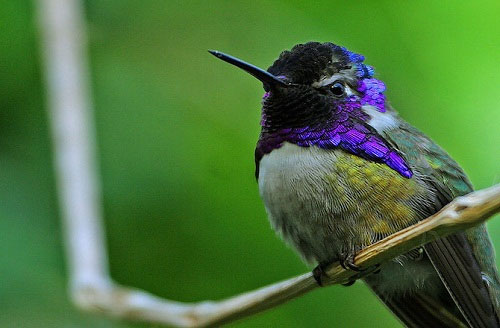 Picture 4 of Unknown things about hummingbirds