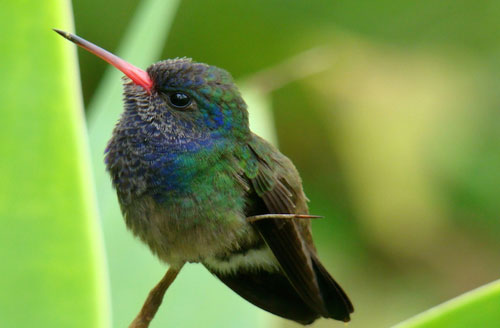 Picture 5 of Unknown things about hummingbirds
