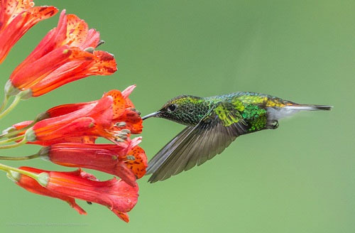 Picture 6 of Unknown things about hummingbirds