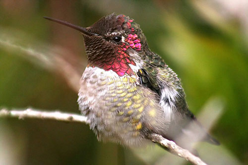 Picture 7 of Unknown things about hummingbirds