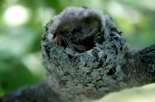 Picture 8 of Unknown things about hummingbirds