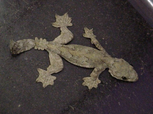 Picture 10 of Unknown things about the world of geckos are amazing
