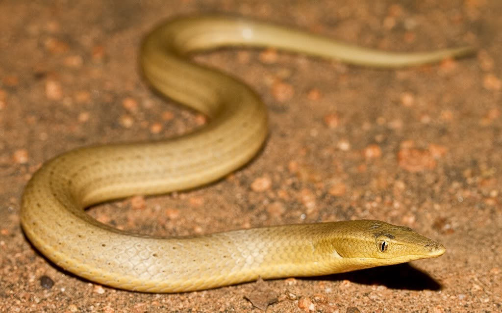 Picture 11 of Unknown things about the world of geckos are amazing