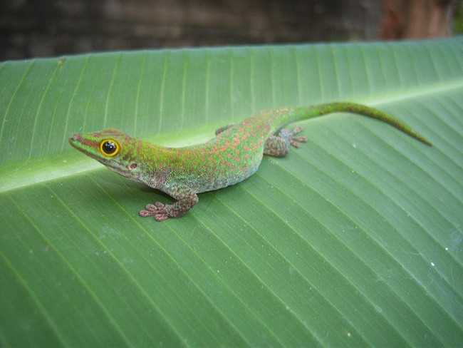 Picture 12 of Unknown things about the world of geckos are amazing