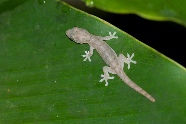 Picture 7 of Unknown things about the world of geckos are amazing