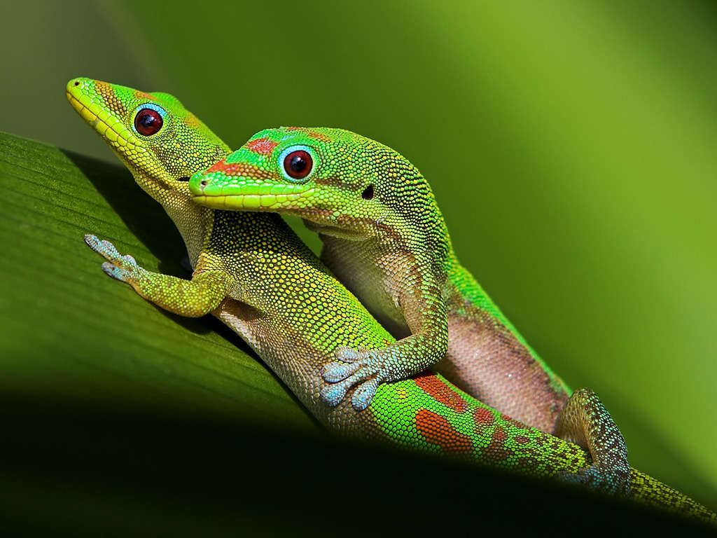 Picture 8 of Unknown things about the world of geckos are amazing