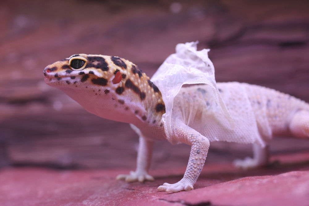 Picture 9 of Unknown things about the world of geckos are amazing