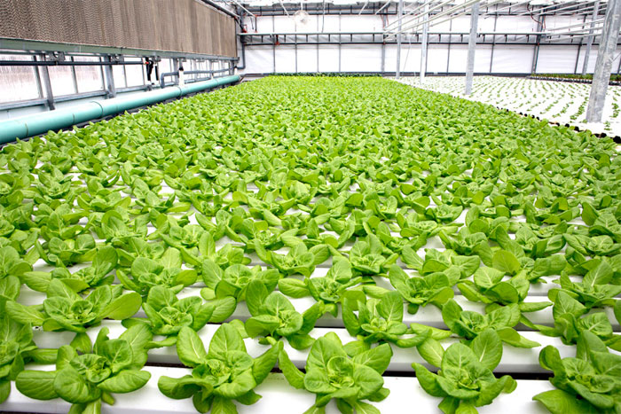 Picture 2 of Until now, people found out why eating vegetables is good for digestion
