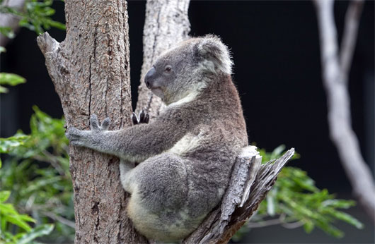Picture 1 of Unusual cooling way of koalas