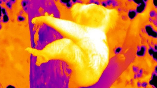 Picture 2 of Unusual cooling way of koalas
