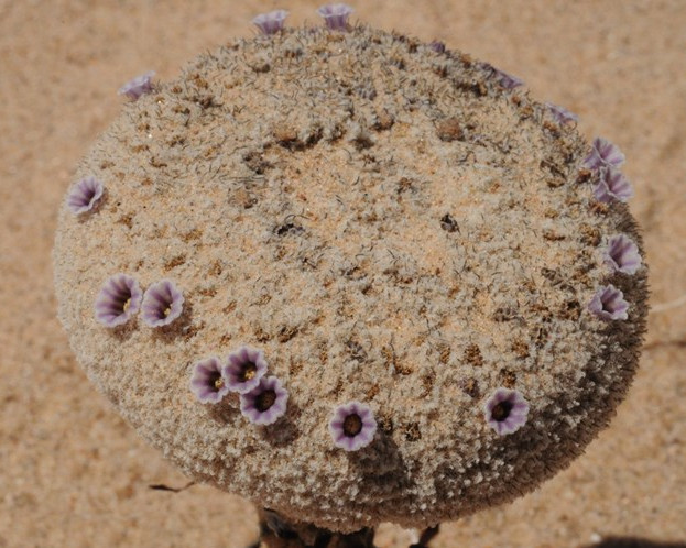 Picture 3 of Unusual flowers bloom on sand like alien flowers