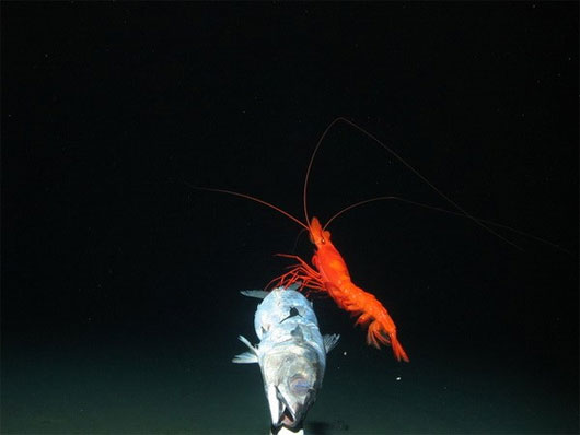 Picture 1 of Unusual marine creatures in the groove of New Hebrides