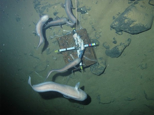 Picture 2 of Unusual marine creatures in the groove of New Hebrides