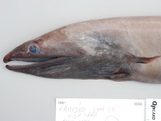 Picture 3 of Unusual marine creatures in the groove of New Hebrides
