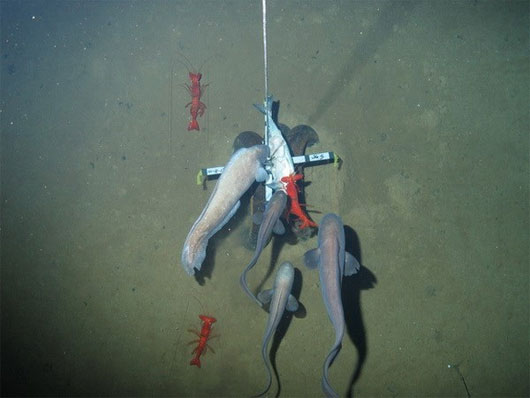 Picture 4 of Unusual marine creatures in the groove of New Hebrides