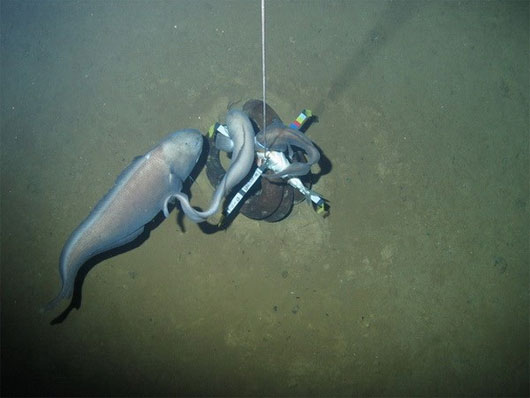 Picture 5 of Unusual marine creatures in the groove of New Hebrides