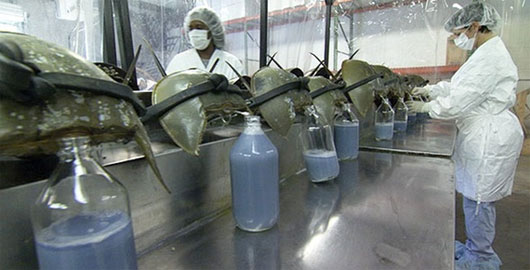 Picture 2 of Unusual uses of blood