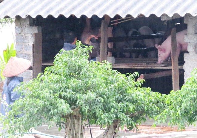 Picture 12 of Uong Bi city flooded due to flooding, Yen Tu was isolated