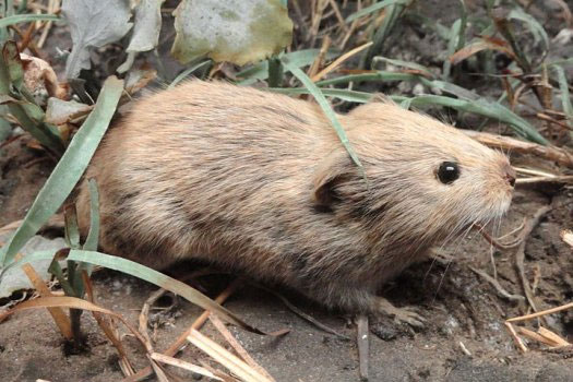 Picture 1 of Urban animals are 'smarter' than rural