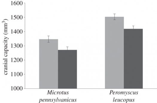 Picture 2 of Urban animals are 'smarter' than rural