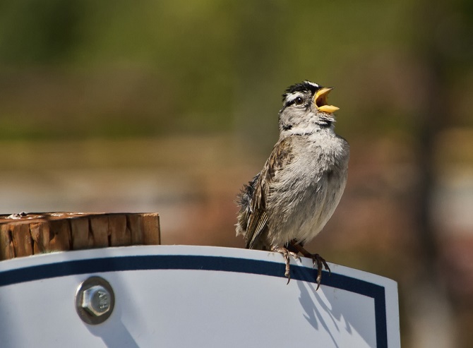 Picture 2 of Urban birds are more aggressive than rural birds?